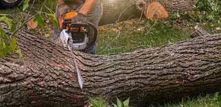 Tree and Shrub Care in Odessa, MO